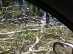 Arbol caido en avda urdaneta (15)
