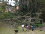Arbol caido en avda urdaneta (18)