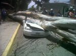 Arbol caido en avda urdaneta (23)