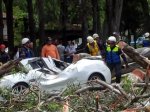 Arbol caido en avda urdaneta (4)