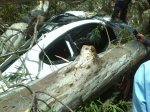 Arbol caido en avda urdaneta (9)