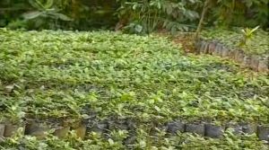 Plantas