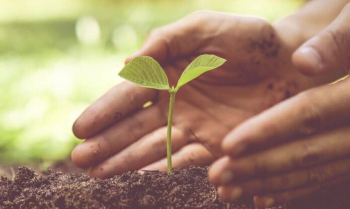planta