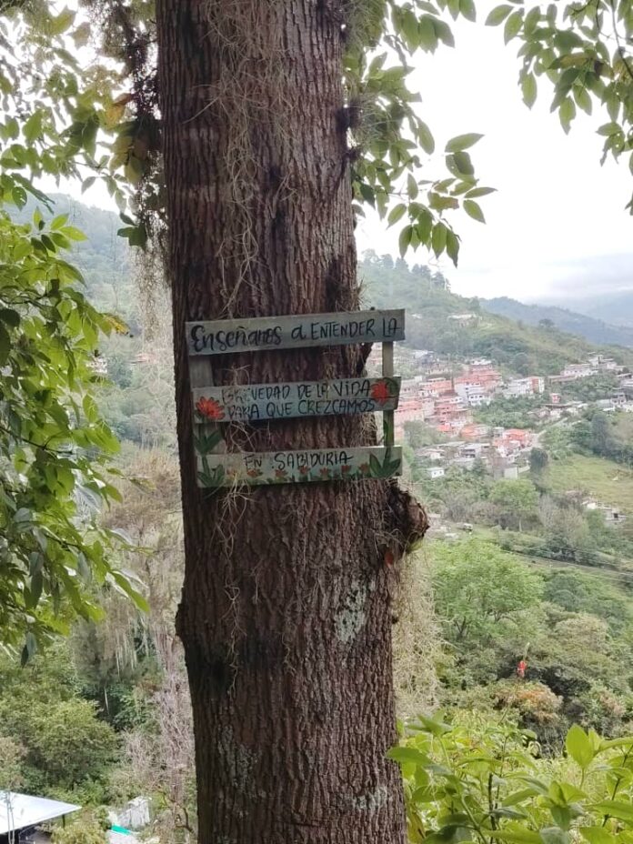 Árbol-naturaleza-Mérida