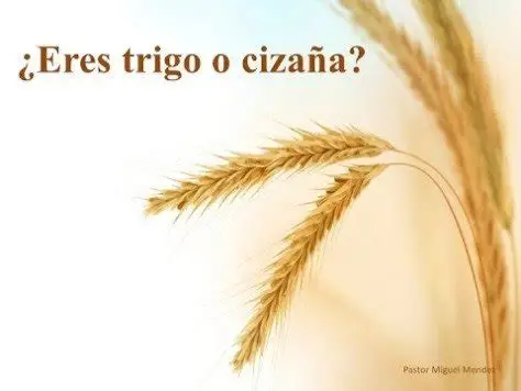 Espiga de trigo